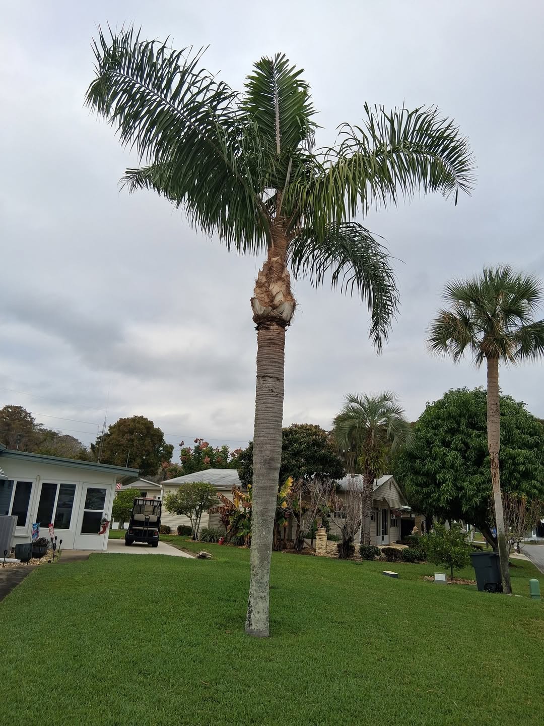 Palm trimming